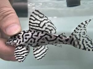 L236 RB SW hypancistrus