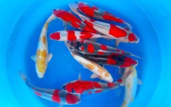 Japanese koi 35-40 cm