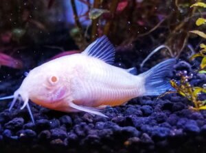 Snow White Corydoras