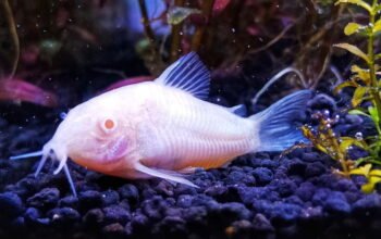 Snow White Corydoras