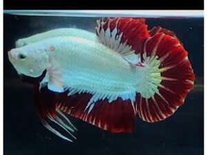 Betta Red Dragon Male