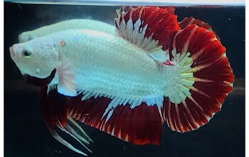 Betta Red Dragon Male